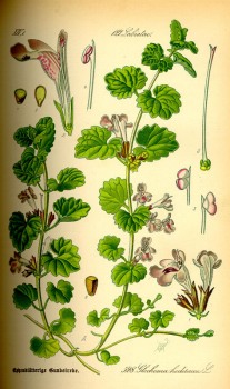 Gundelrebe (Gundermann) Kraut bio